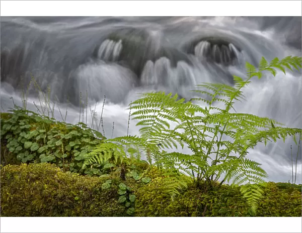 Small waterfall behind a fern in Olallie Creek near McKenzie River