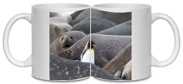 Southern Ocean, South Georgia. A king penguin finds its way through the elephant seals