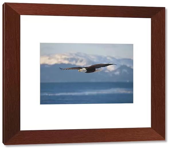 Bald Eagle flying over the ocean, snow mountain in the distance, Homer, Alaska, USA