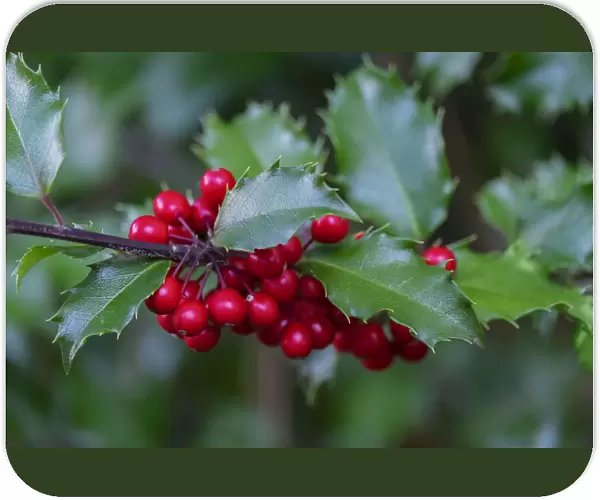 Common holly