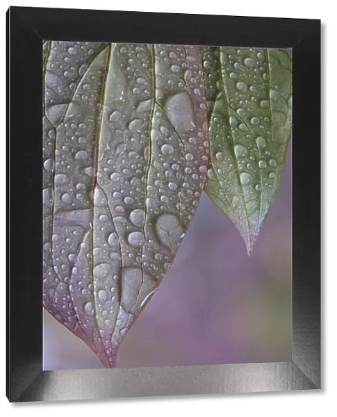 USA, Washington State, Seabeck. Raindrops on peony leaves