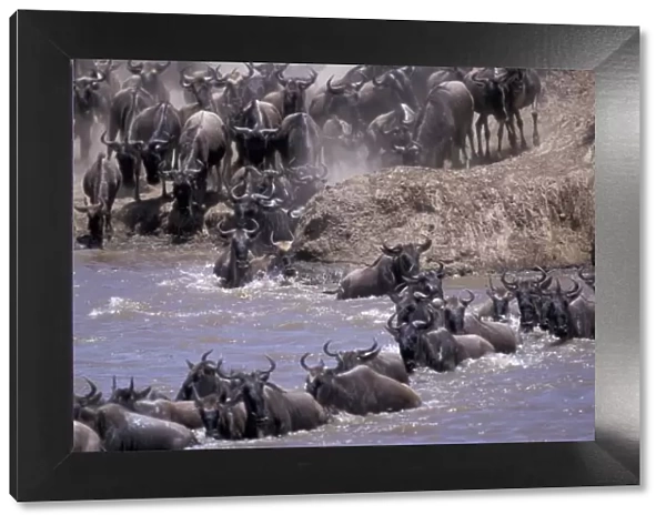 Africa, Kenya, Masai Mara National Park. Wildebeest in migration