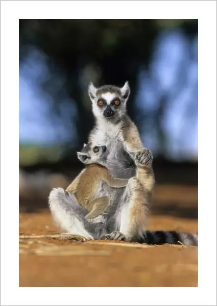 Ring-tailed Lemur, (Lemur catta), Mother and Baby, Berenty Reserve, Madagascar