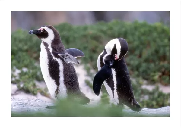 South Africa, Simons Town. Grooming Jackass Penguins (Phalacrocorax capensis)