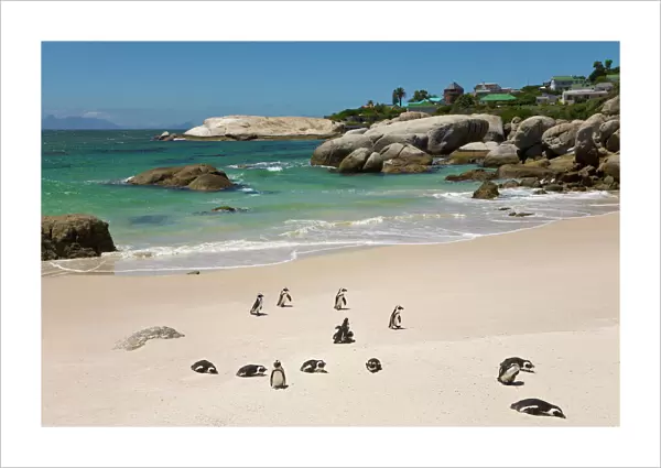 Penguins at Boulders Beach, Simons Town, South Africa
