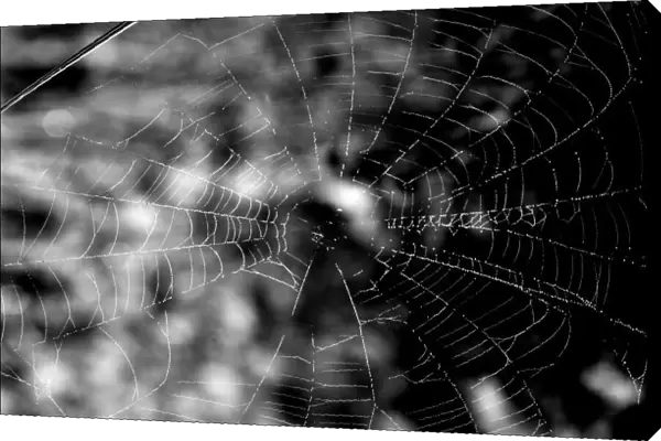 Spider webs make compelling shapes