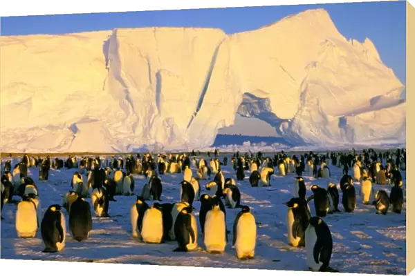 Antarctica, Antarctic