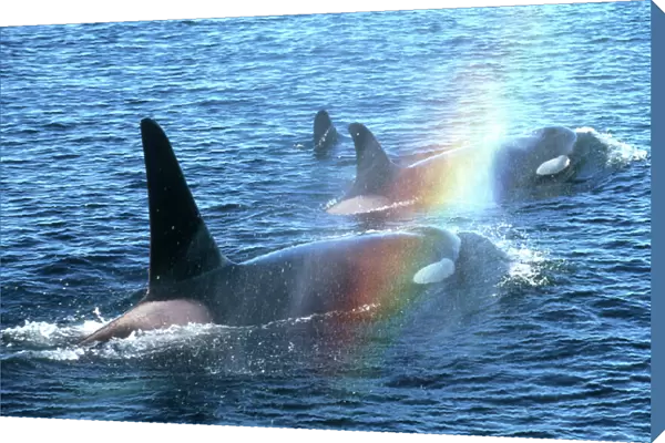 Canada, British Columbia, Johnstone Straight, Orcas (Orcinus orca)