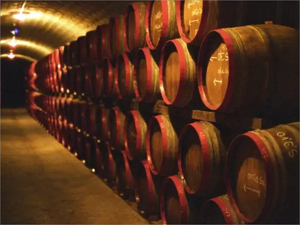 Barrels of Tokaj wine stacked in the Disznoko cellars. Disznoko means pigs head
