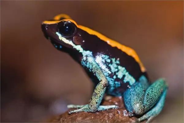 Phyllobates vittatus, a poison arrow frog endemic to Costa Rica, photograph taken
