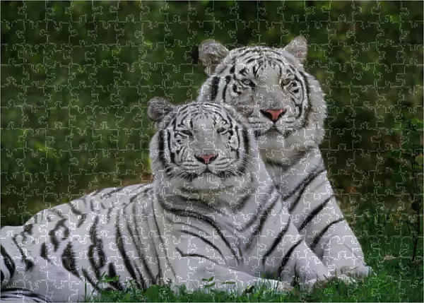 White Tigers of Bengal 63 Piece *Lenticular 3D Effect* Jigsaw