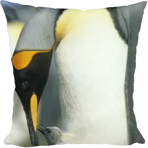 King Penguin, (Aptenodytes patagonicus), Falkland Islands, Volunteer Point, King