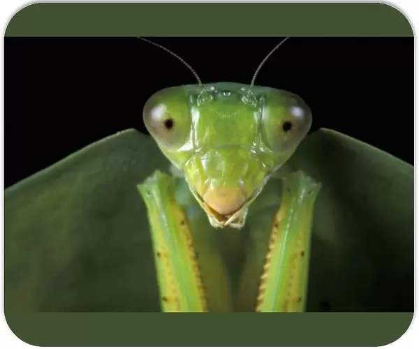 CA, Panama, Barro Colorado Island. Praying mantis (Mantidae family)