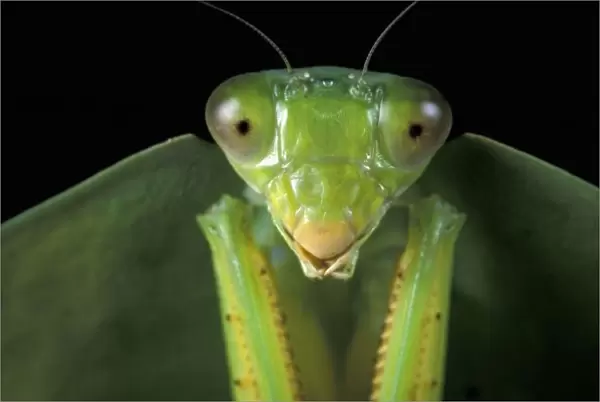 CA, Panama, Barro Colorado Island. Praying mantis (Mantidae family)