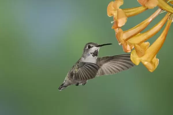 Costas Hummingbird, Calypte costae, young male in flight feeding on Yellow Trumpet Flower