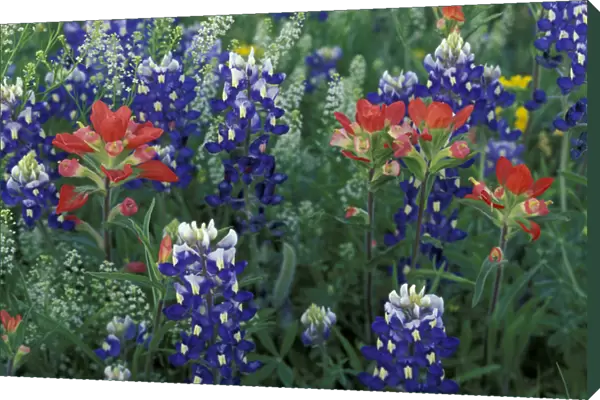 USA, Texas Hill Country. Bluebonnets and Paintbrush in bloom