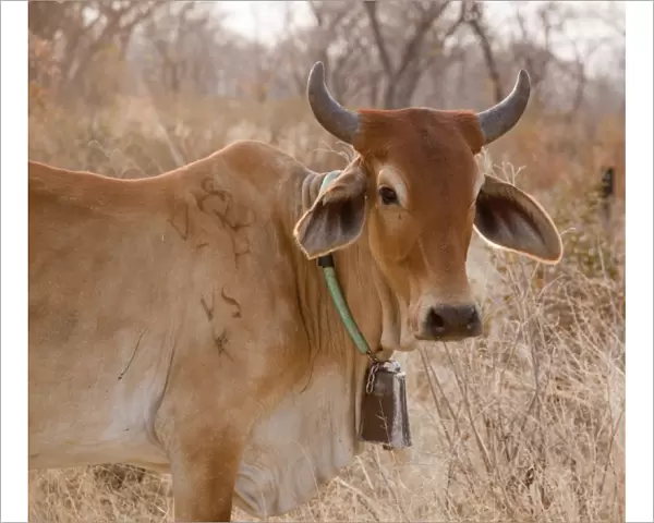 Africa, Botswana, Tsodilo Hills. Cow with bell. (UNESCO World Heritage Site) Credit as