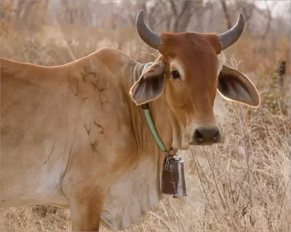 Africa, Botswana, Tsodilo Hills. Cow with bell. (UNESCO World Heritage Site) Credit as
