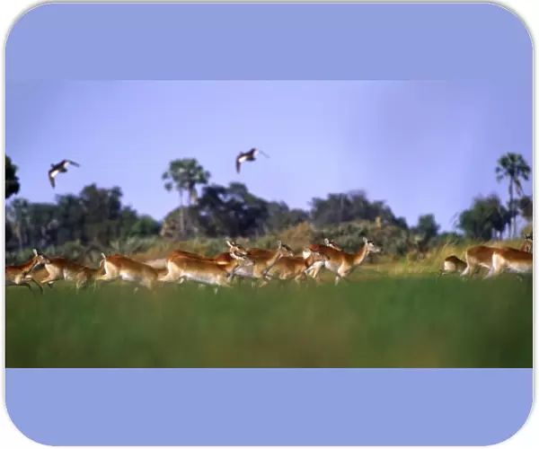 Africa, Botswana, Okavango Delta. A herd of red lechwe (Kobus leche) running through a marsh