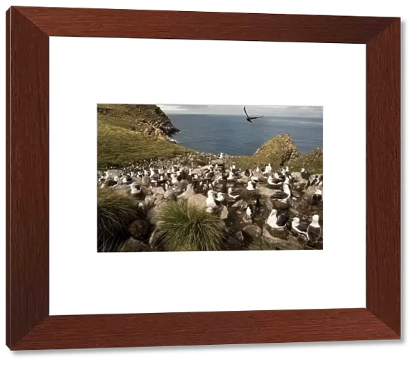 Black-browed Albatross, Thalassarche melanophrys, colony with a hunting skua flying