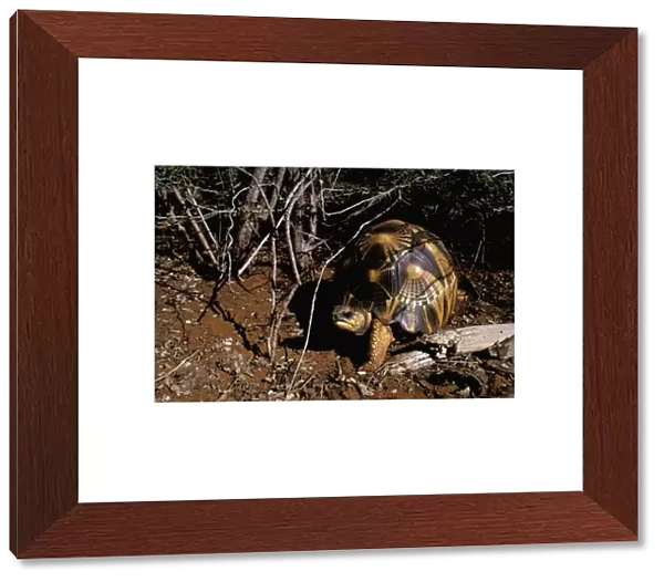 Africa, Madagascar, Berenty Special Reserve. Radiated tortoise (Geochelone radiata)