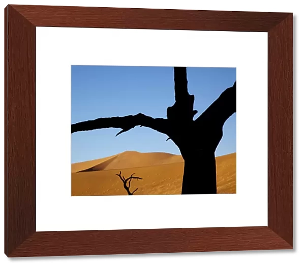 Namibia, Namib-Naukluft Park, Sossusvlei. Dead trees contrast with sand dunes at Dead Vlei