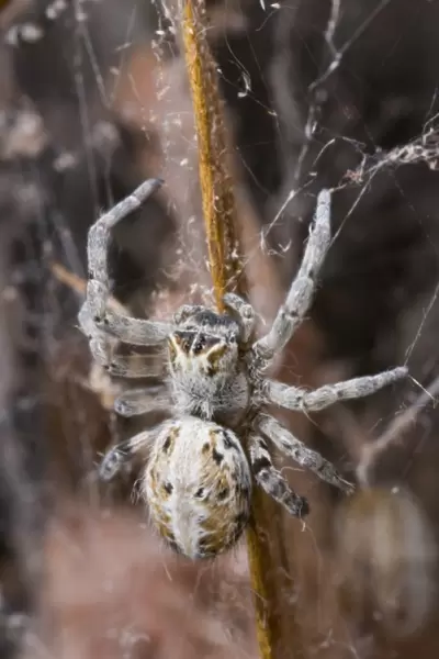 Namibia, Etosha National Park. Macro close-up of spider feeding on moth captured