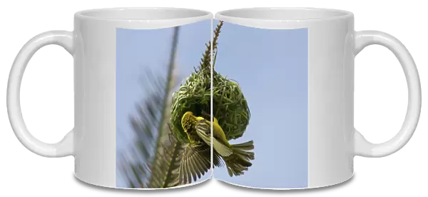 Africa, South Africa, KwaZulu Natal, Durban, Umhlanga Rocks, Weaver bird making nest (RF)