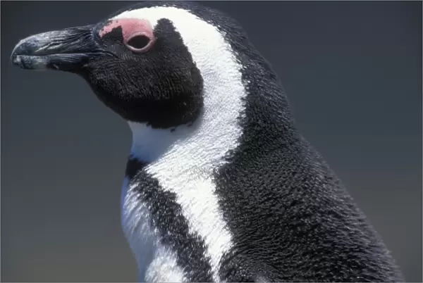 South Africa, Table Mountain National Park, African (Jackass) Penguin (Spheniscus
