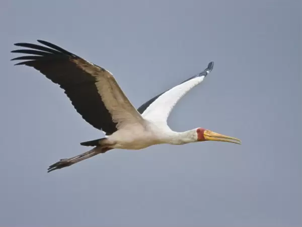 Africa. Tanzania. Yellow-billed Stork flying in Manyara NP
