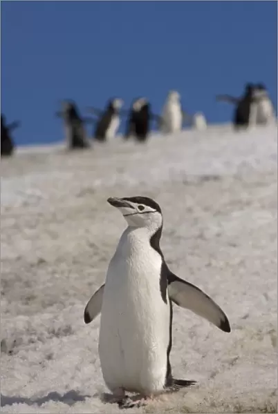 chinstrap penguin, Pygoscelis antarctica, on a glacial ice cap, western Antarctic Peninsula