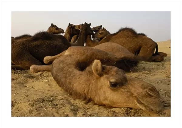 One-humped Arabian or Dromedary camels (Camelus dromedaries) at Pushkar camel and livestock fair