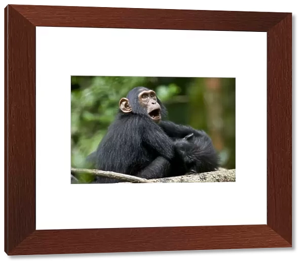 Uganda, Kibale Forest Reserve. Juvenile Chimpanzee (Pan troglodytes) playing with