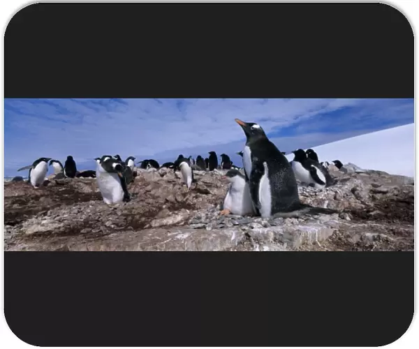 Antarctica, Petermann Island, Gentoo Penguin (Pygoscelis papua) with chicks in rookery
