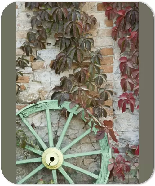 Italy, Piedmont (Piemonte), La Morra, green wooden wheel against vine-covered exterior