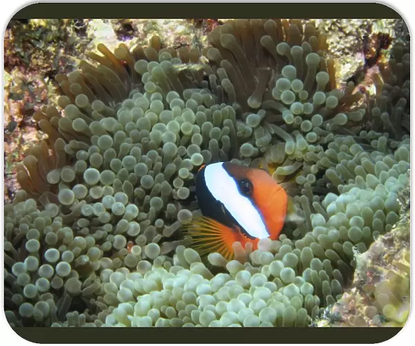 Black Anemonefish (Amphiprion melanopus) in Anemone, Agincourt Reef, Great Barrier Reef
