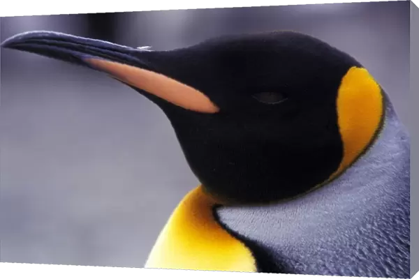 South America, South Georgia Island. King Penguin (Aptenodytes patagonicus)