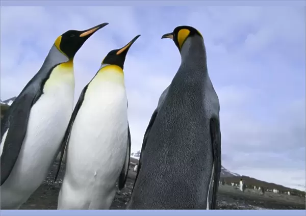 King Penguin (Aptenodytes patagonicus), Salisbury Plain, South Georgia, Antarctica