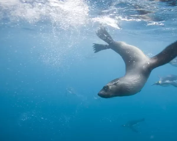 Antarctica, South Georgia Island (UK), Underwater view of Antarctic Fur Seal (Arctocephalus