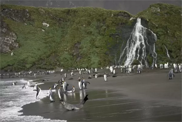 Antarctica, South Georgia Island (UK), King Penguins (Aptenodytes patagonicus)