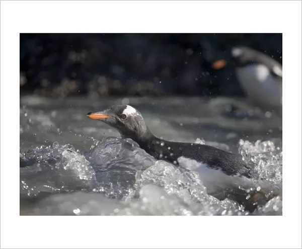 Antarctica, South Georgia Island (UK), Gentoo Penguins (Pygoscelis papua) swims across