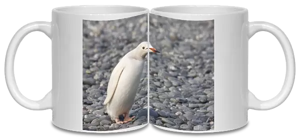 Antarctica, South Georgia, Salisbury Plain. A rare all-white color variant of the