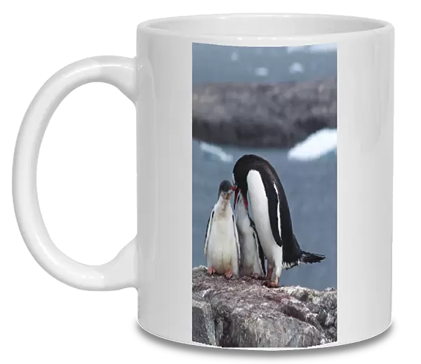 Southern Ocean, South Orkney Island. A Gentoo Penguin (Pygoscelis papua) feeding its