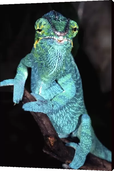 Nosy Be Blue Phase Panther Chameleon, Fucifer pardalis, Native to Madagascar