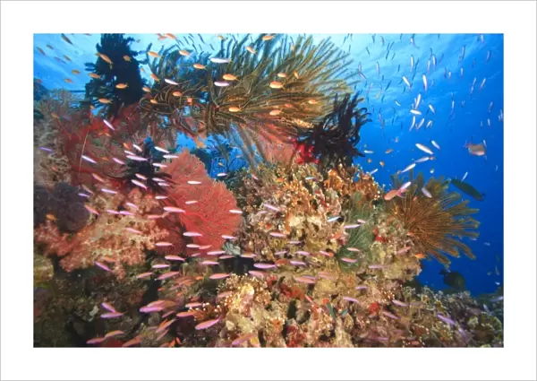 tropical reef with Anthias fish, Crinoids near Beqa Island off Southern Viti Levu