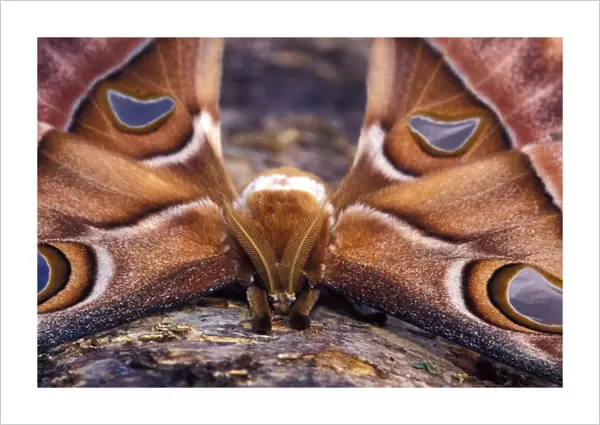 South Pacific, Papua New Guinea, Highland territory. Hercules or Atlas Moth (Attacus