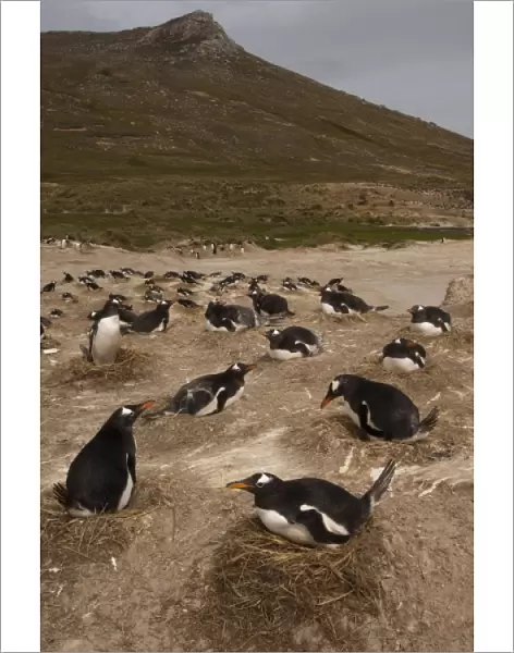 Gentoo Penguins (Pygoscelis papua) colony, West Falkland, Falkland Islands