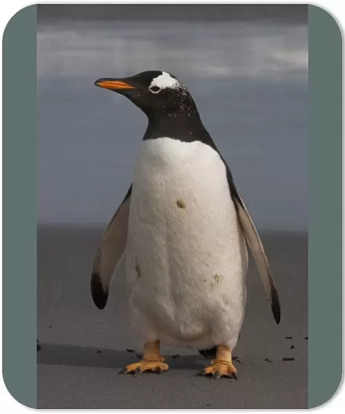 Gentoo Penguin (Pygoscelis papua) on Sea Lion Island, south of mainland, east Falkland Island