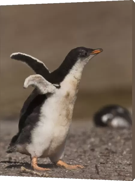 Gentoo Penguin (Pygoscelis papua) chick, Saunders Island, south of mainland, east Falkland Island