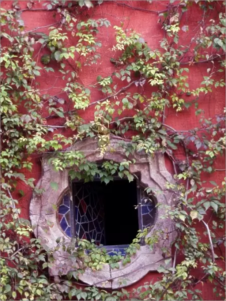 Mexico, San Miguel de Allende, Ivy on Stucco Wall with Tile Window
